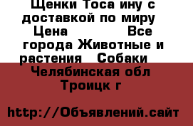 Щенки Тоса-ину с доставкой по миру › Цена ­ 68 000 - Все города Животные и растения » Собаки   . Челябинская обл.,Троицк г.